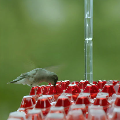 Hummingbird Feeder Nectar Hanging Garden
