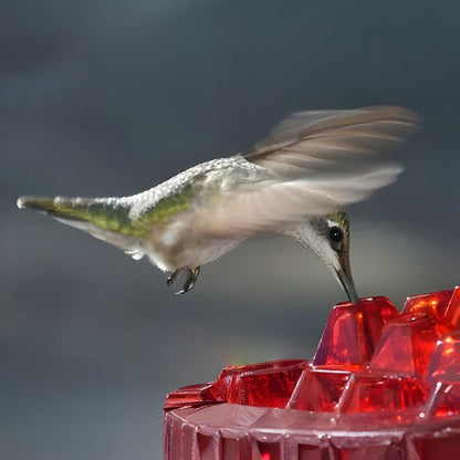 Hummingbird Feeder Nectar Hanging Garden